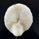 Antique natural white coral on a blackened wooden base, notebooks of curiosities