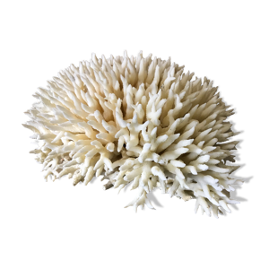 corail nid