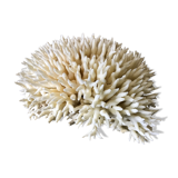 Coral nest