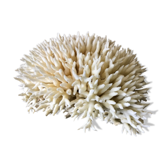 Coral nest