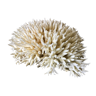 Coral nest