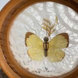 Butterfly coasters, 1970s