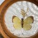 Butterfly coasters, 1970s