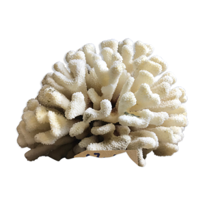 corail cluster