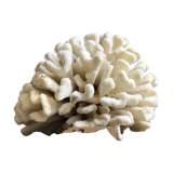 Coral cluster