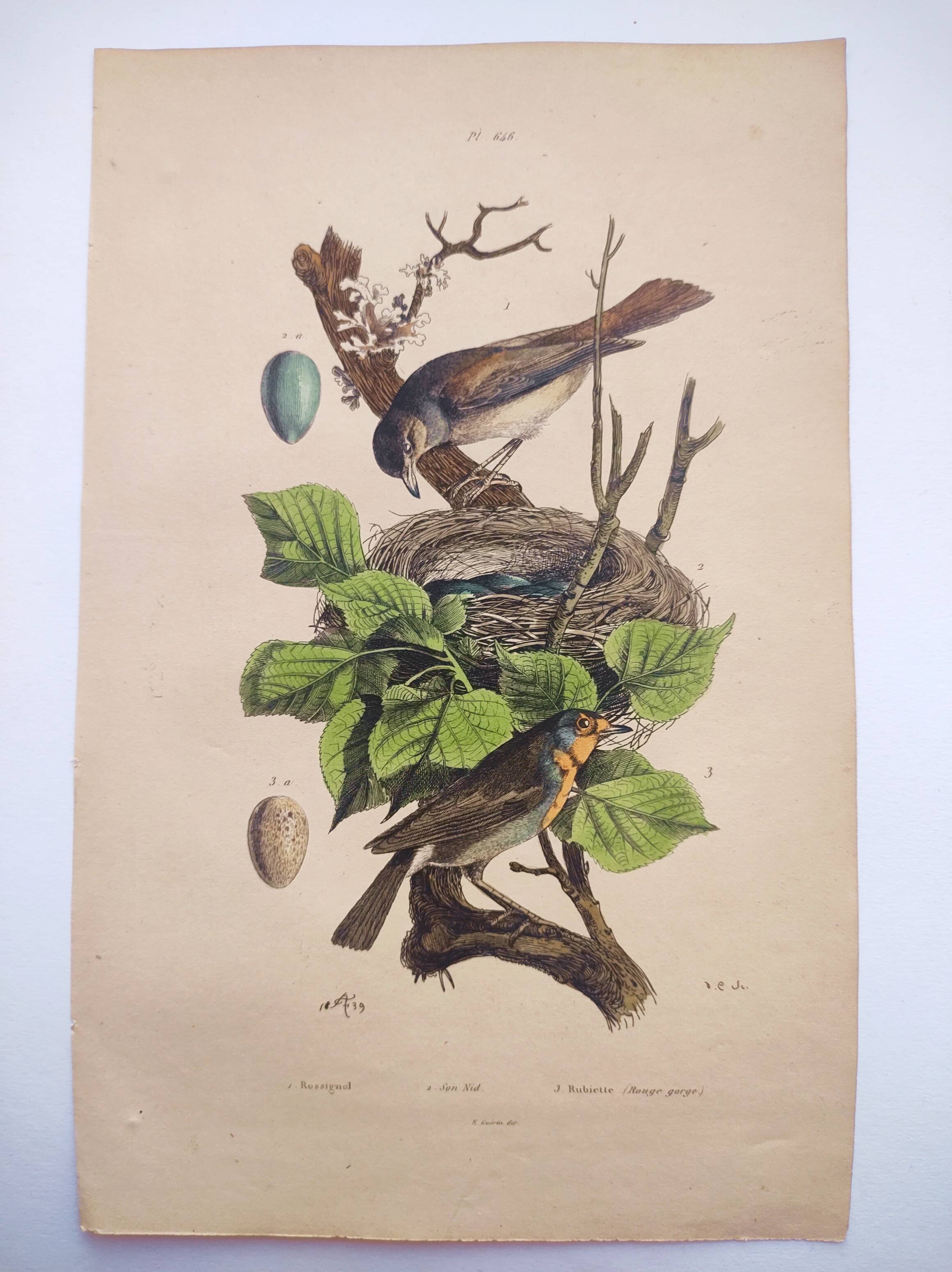 Old engraving from 1838 -Rossignol- Zoological hand-colored plate. Original. by Du Casse.