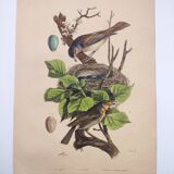 Gravure ancienne de 1838 -Rossignol- Planche coloriée à la main zoologique. Original. de Du Casse.