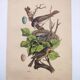 Old engraving from 1838 -Rossignol- Zoological hand-colored plate. Original. by Du Casse.