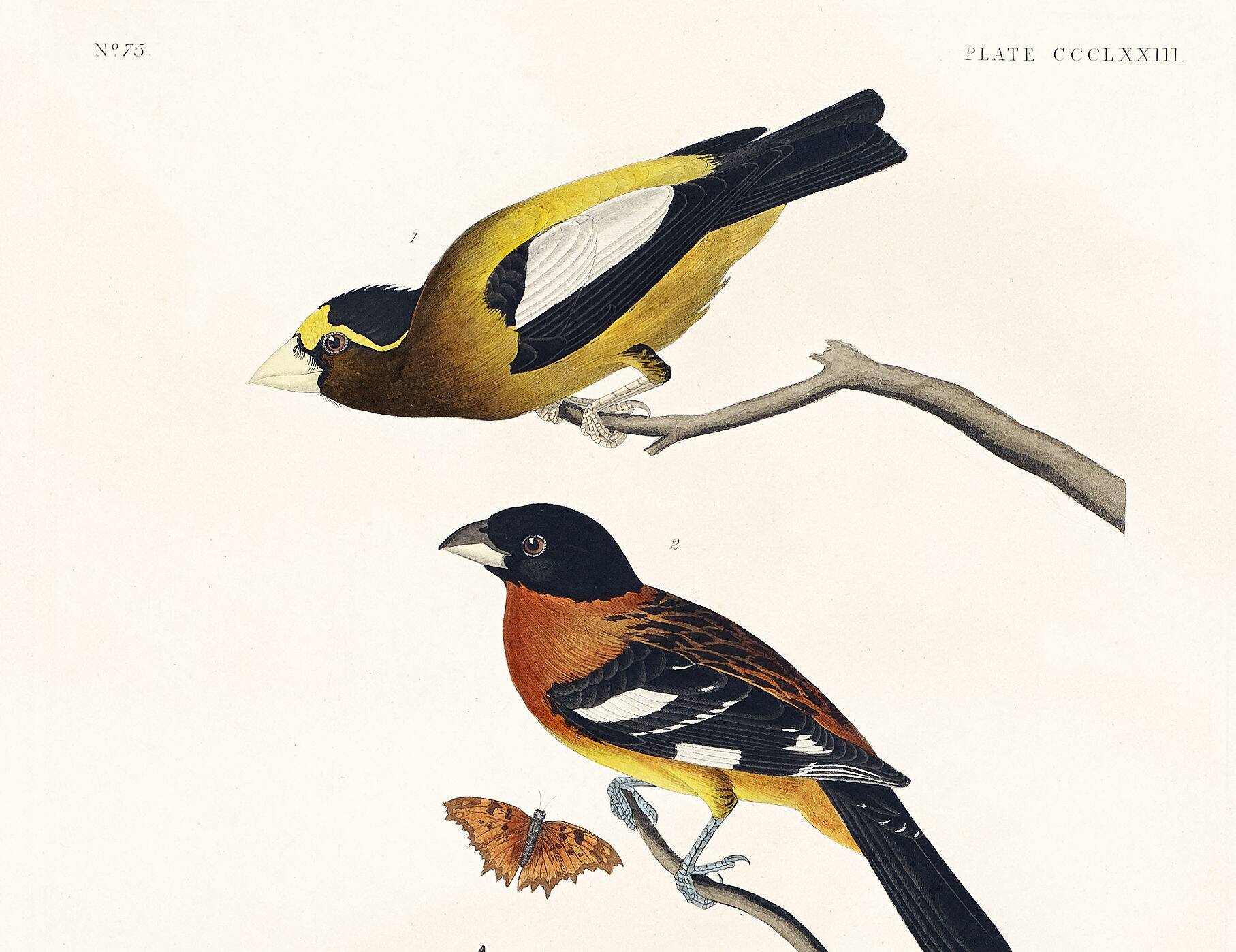 Poster about grosbeaks, based on an old engraving from 1827.