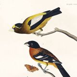 Poster about grosbeaks, based on an old engraving from 1827.