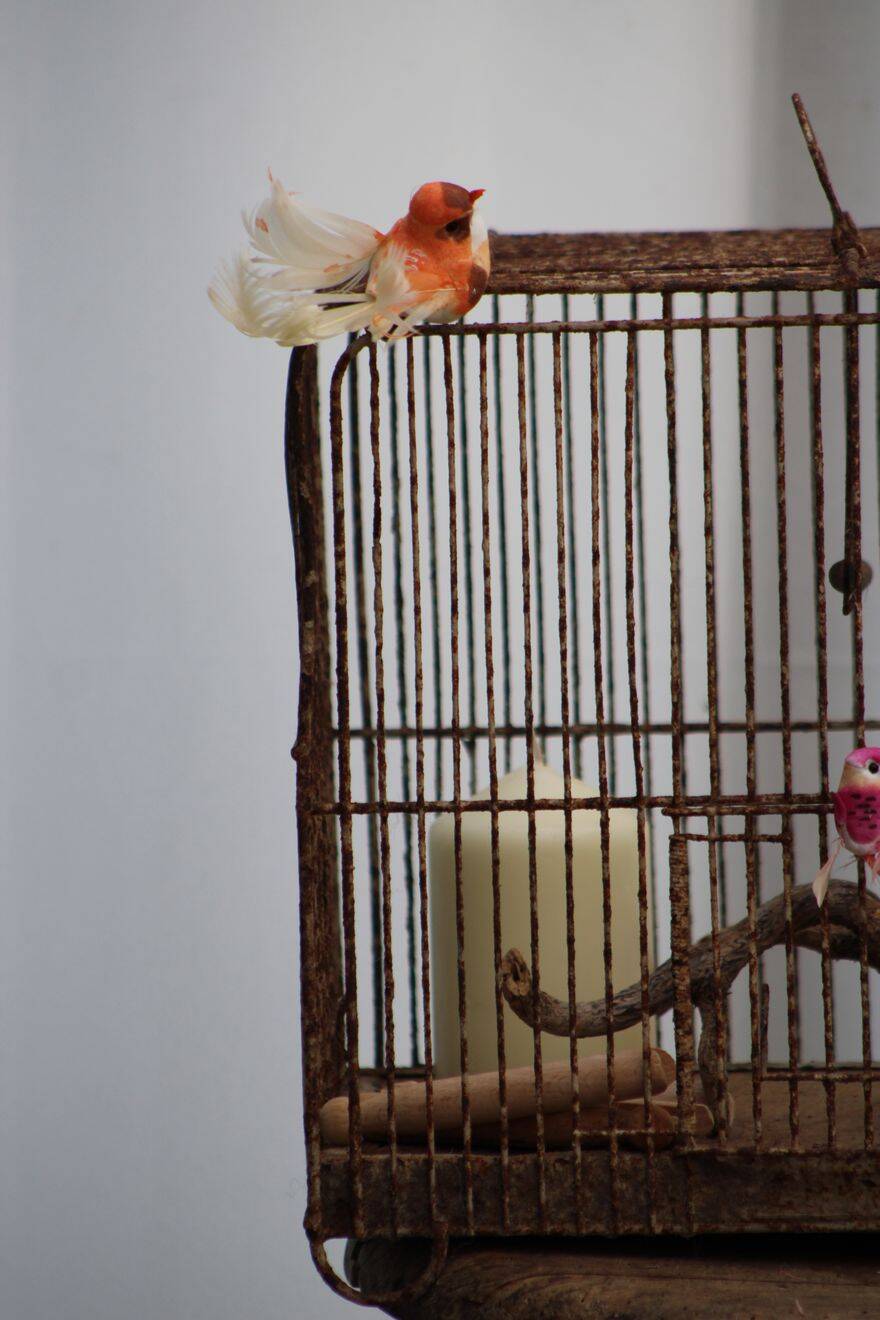 Old birdcage