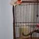 Old birdcage