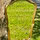 Vintage mirror gilded wood and stucco, Louis XV shell style