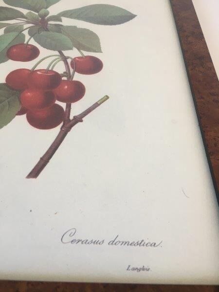 Affiche botanique années 70 Redouté Cerisier