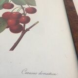 Botanical poster 70s Redouté Cherry tree
