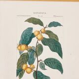 Lot de 5 cadres gravures botaniques ancienne