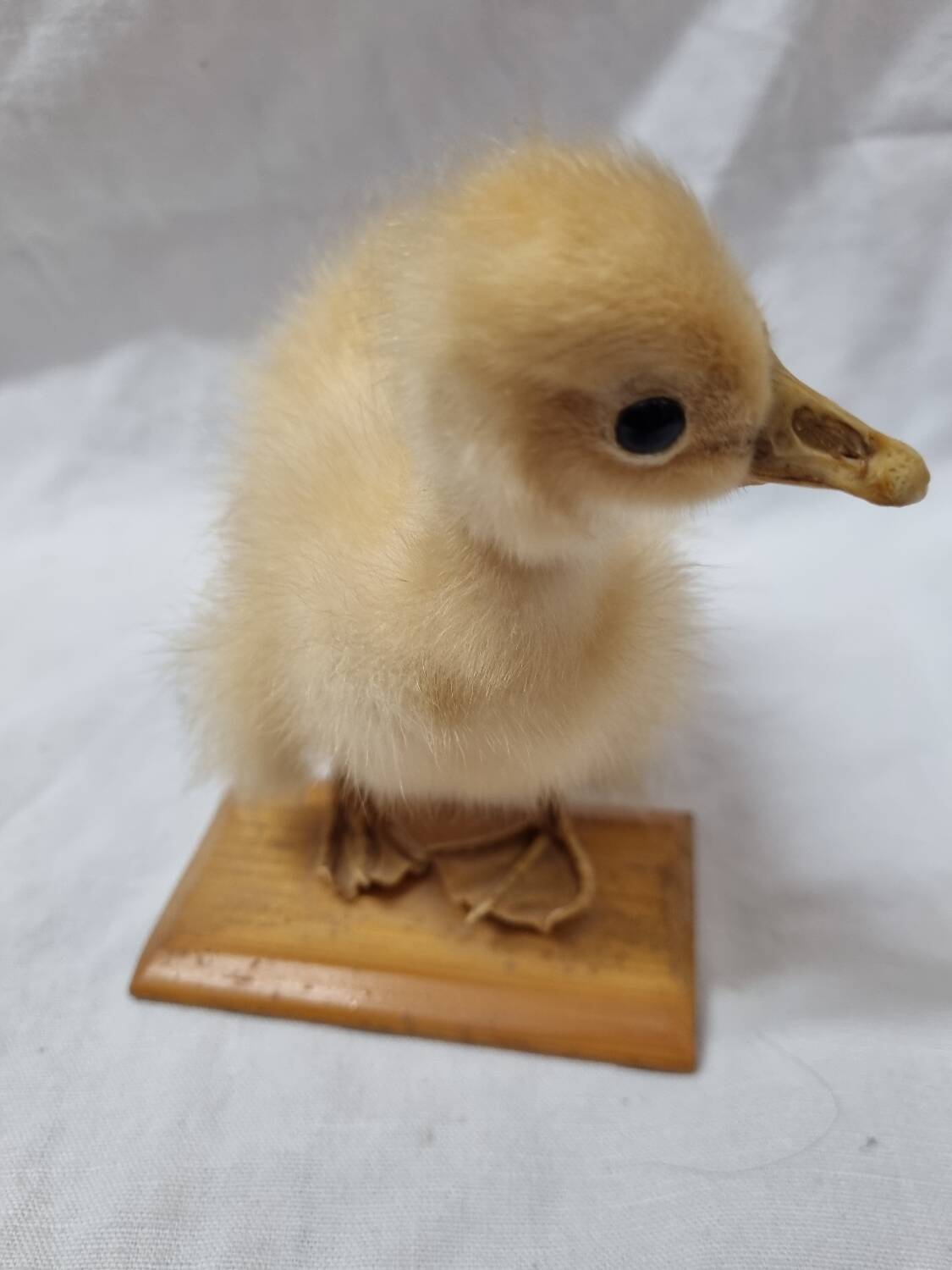 Duckling chick, taxidermy from 1980