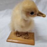 Duckling chick, taxidermy from 1980