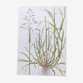Planche botanique de 1978 - Pâturin commun - Gravure vintage herbier