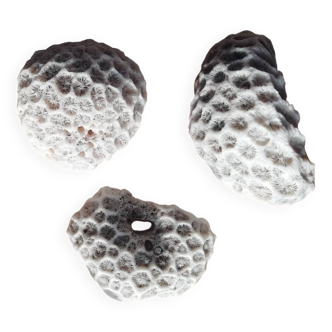 Lot of corals