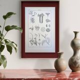 Printed in 1889, the Euphorbiaceae. Antique botanical plate.