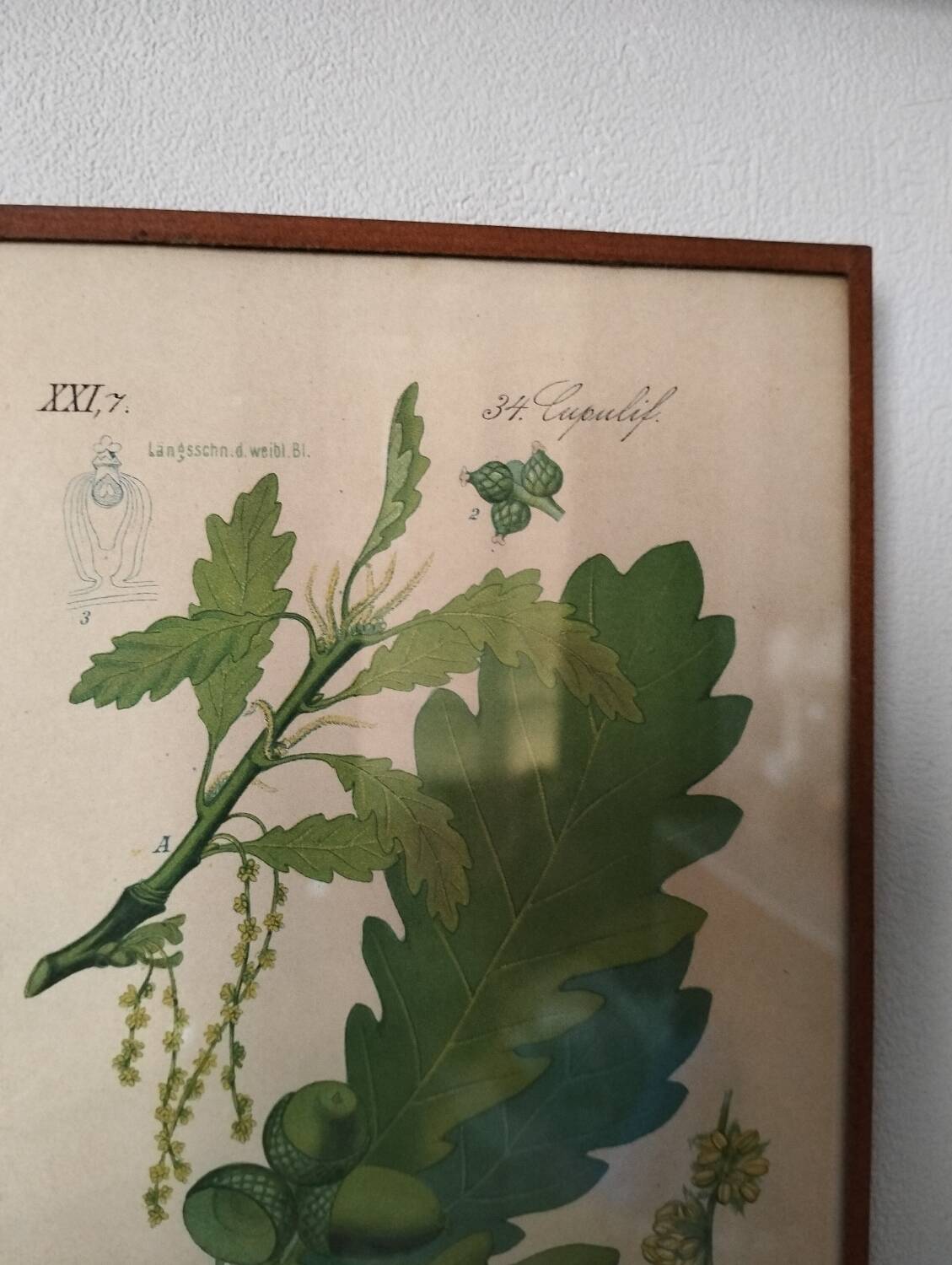 Cadre botanique
