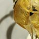 Florenz Wall Lights in Iron and Murano Glass