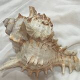 Shellfish
