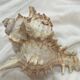 Shellfish