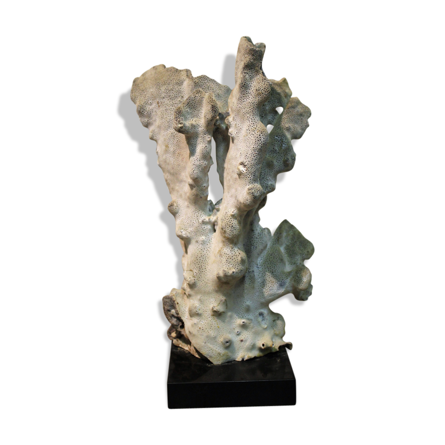 Coral on base 30 years