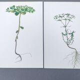 Set of 2 vintage botanical plates from 1978 - including Euphorbe alarm clock - nature diptych