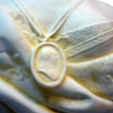 Bust marie Antoinette patina sand H54cm