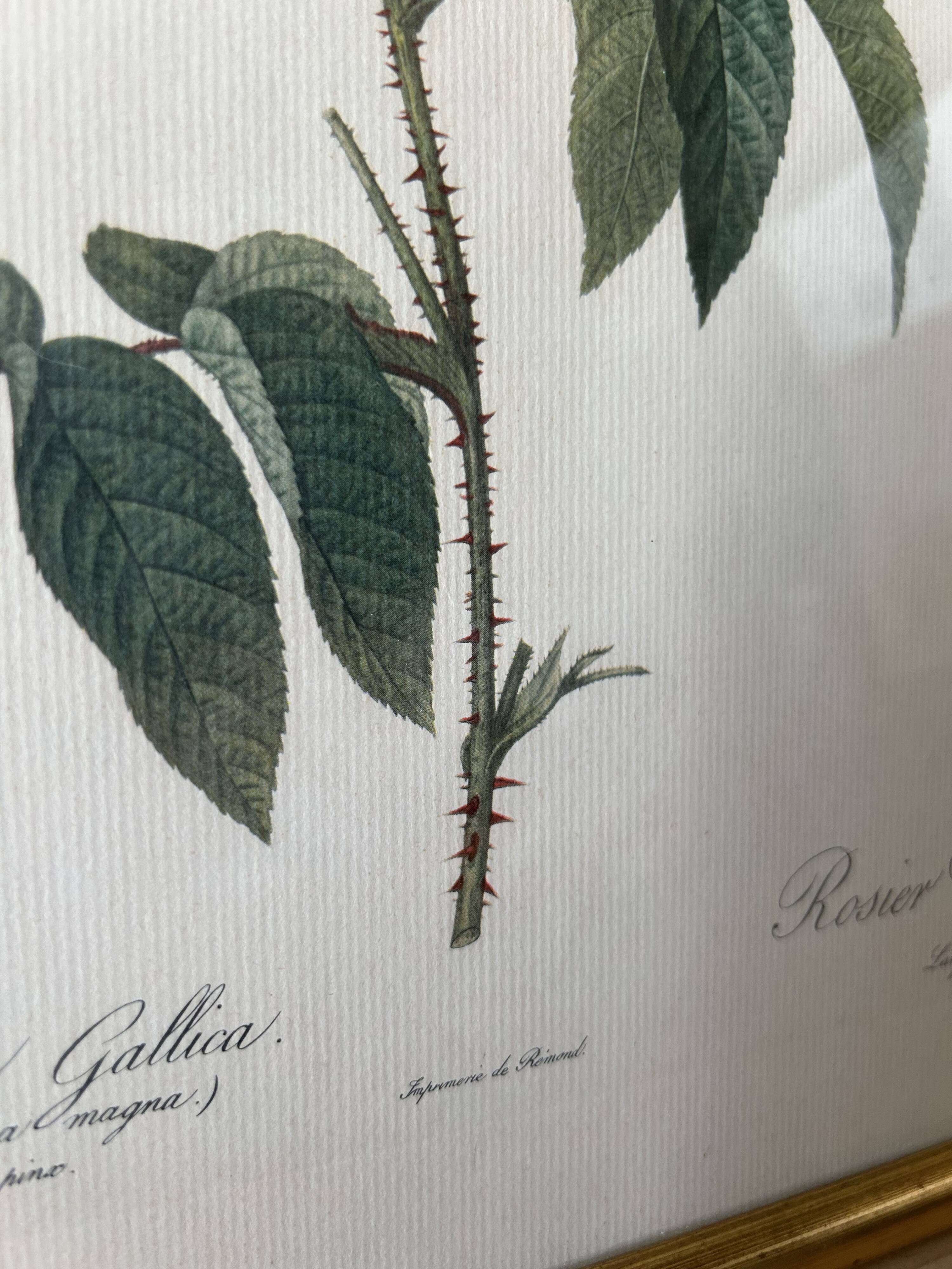 Paire de gravures Redouté