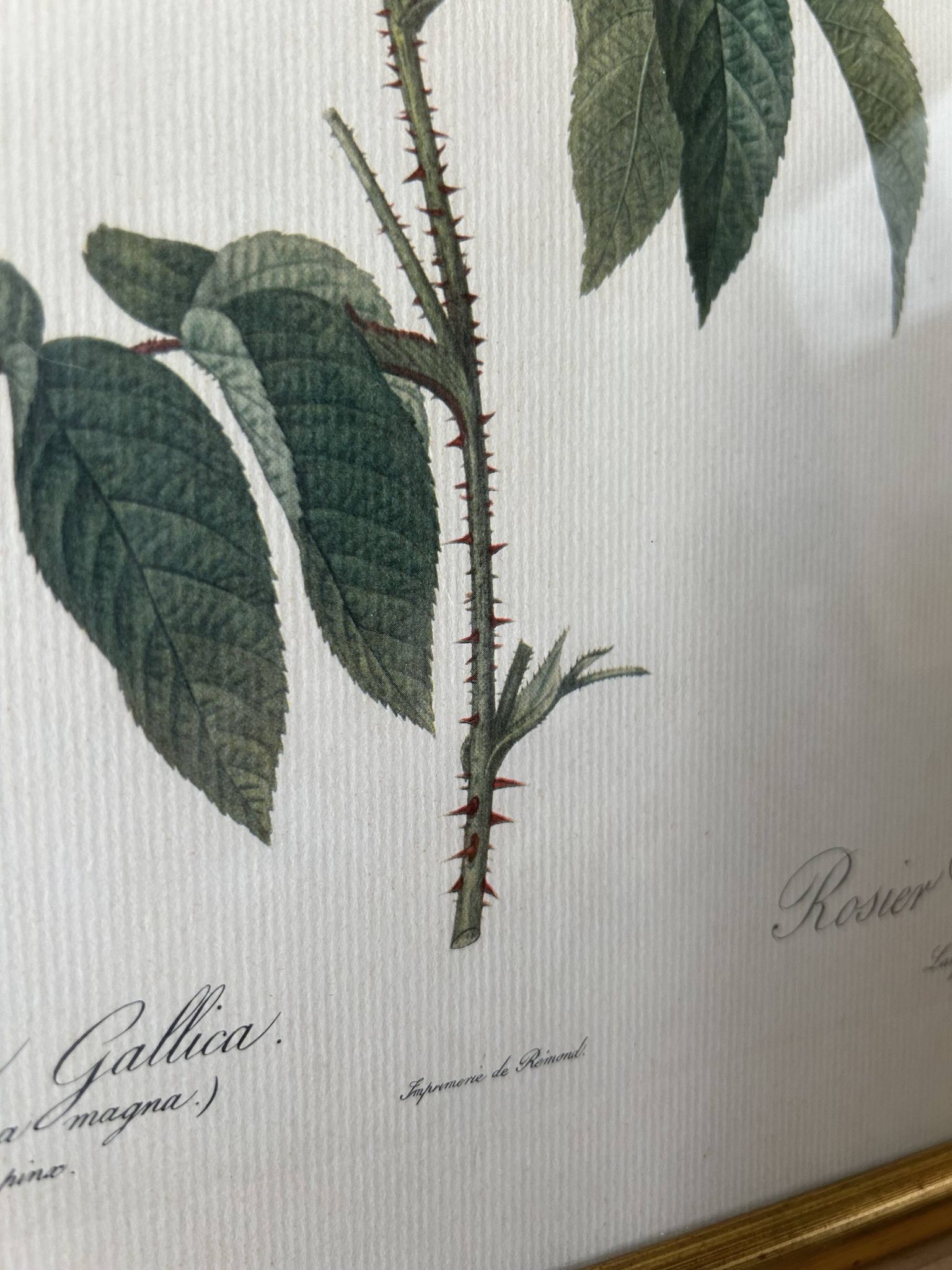 Paire de gravures Redouté