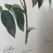 Paire de gravures Redouté
