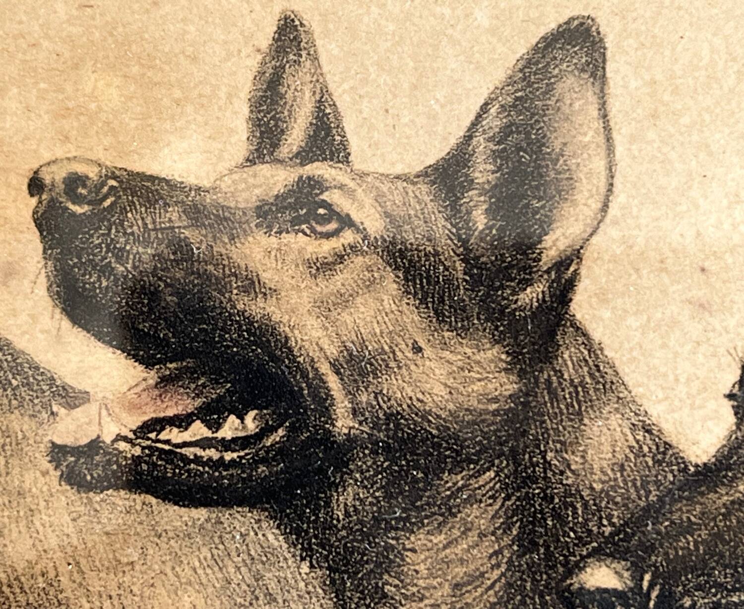 Lithograph of German Shepherds Léon Danchin