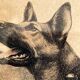Lithograph of German Shepherds Léon Danchin
