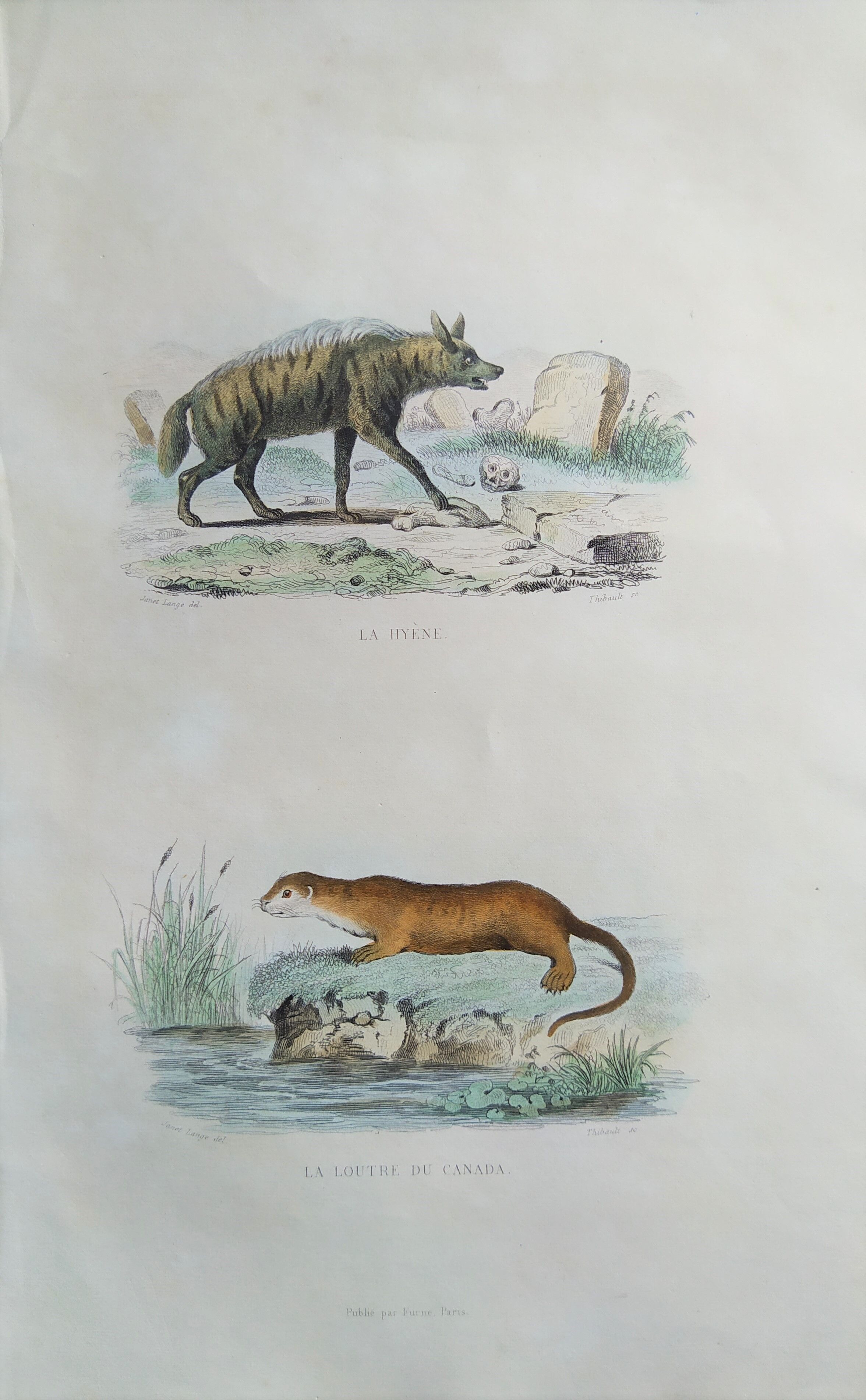 Original Zoological Board "Hyena - Otter of Canada" Buffon 1840