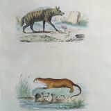 Original Zoological Board "Hyena - Otter of Canada" Buffon 1840