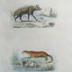 Planche zoologique originale " Hyène & Loutre du Canada " Buffon 1840