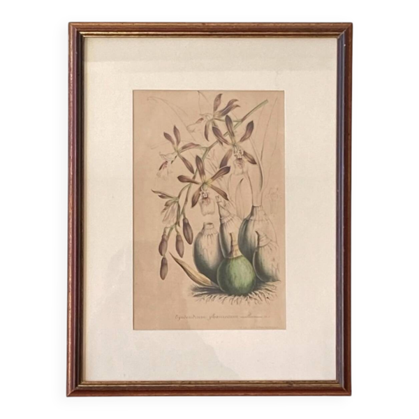 Lithographie ancienne Orchidée sous verre tableau décoration murale