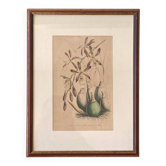 Old lithograph Orchid under glass wall decoration