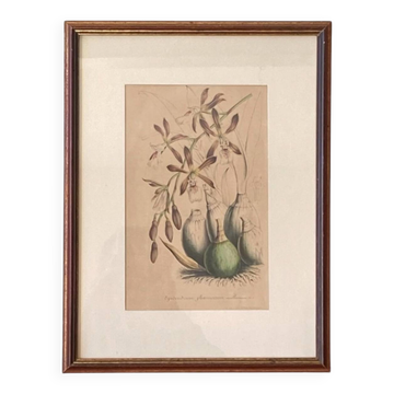 Lithographie ancienne Orchidée sous verre tableau décoration murale
