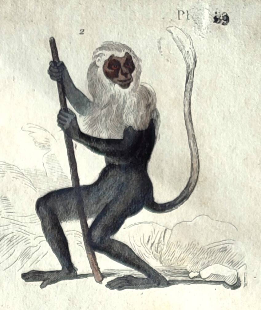 Original zoological plate "Guinea Monkey, Camail, Roloway - Buffon 1838"