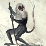 Original zoological plate "Guenon, Camail, Roloway,... - Buffon 1838