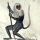 Original zoological plate "Guinea Monkey, Camail, Roloway - Buffon 1838"