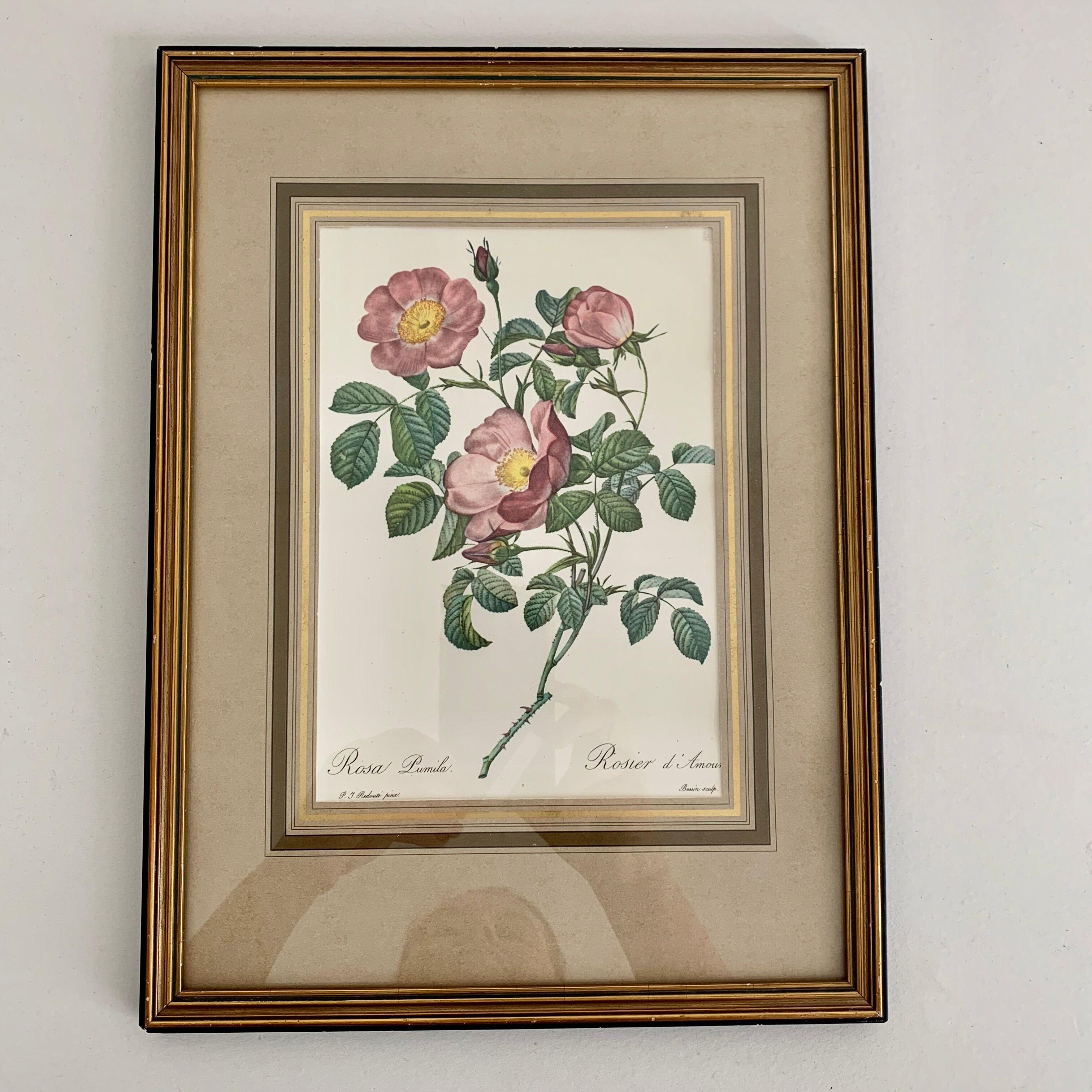 Pair of botanical graphics, 1970