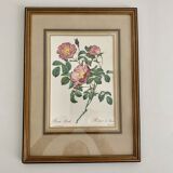 Pair of botanical graphics, 1970