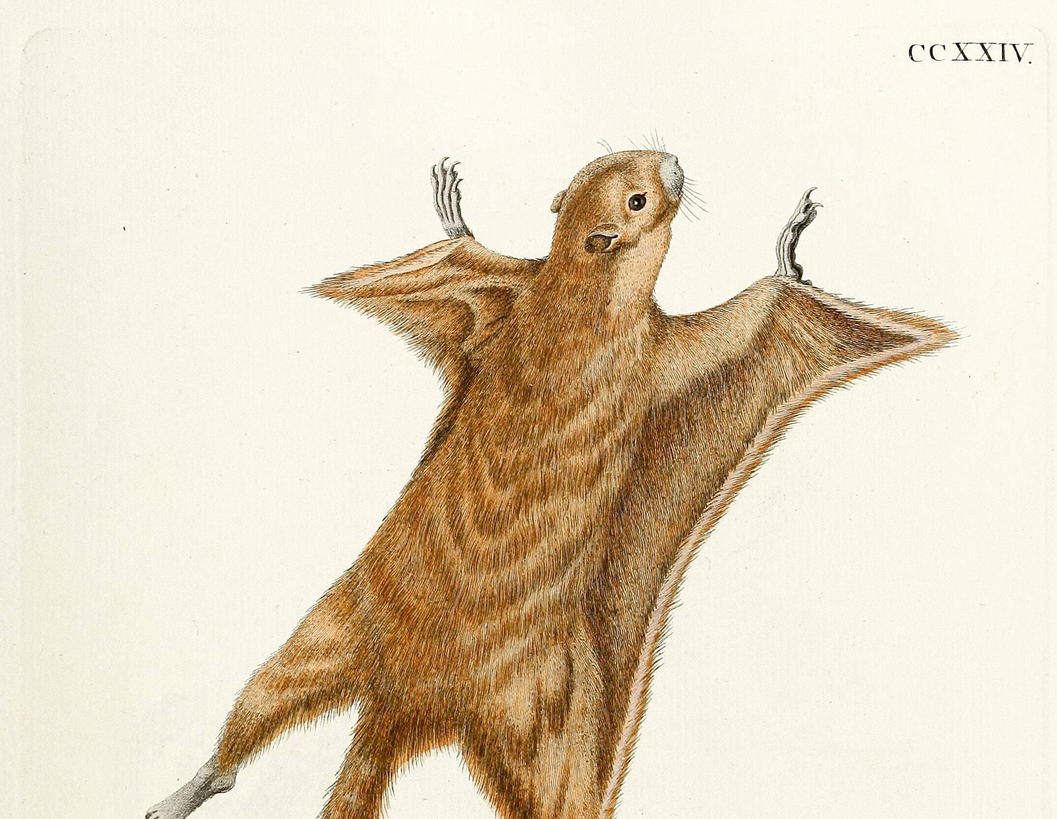 Poster about the flying squirrel, based on an old engraving from 1774.