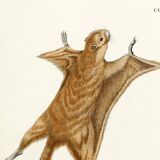 Poster about the flying squirrel, based on an old engraving from 1774.